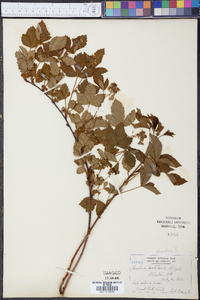 Rubus setosus image