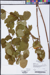 Rubus setosus image