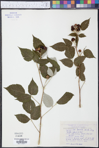 Rubus occidentalis image