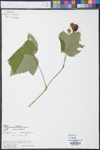 Rubus parviflorus image