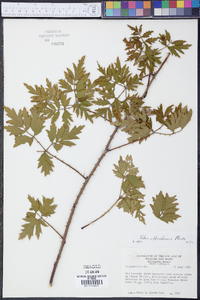 Rubus illecebrosus image