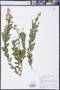 Spiraea latifolia image