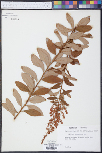 Spiraea tomentosa image