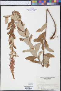 Spiraea tomentosa image