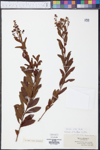 Spiraea alba image