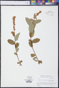 Spiraea douglasii image