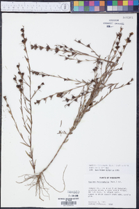 Agalinis heterophylla image