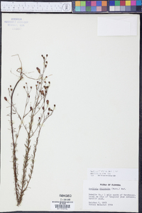 Agalinis filifolia image