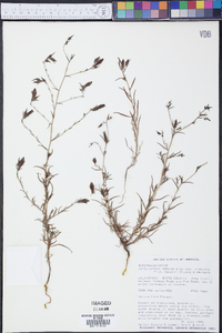 Cordylanthus tenuis image