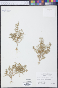 Leucospora multifida image