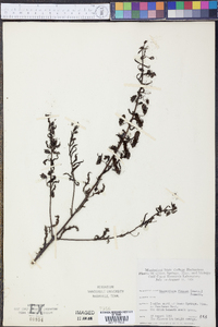 Macranthera flammea image