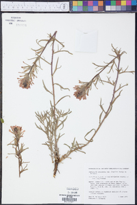 Castilleja applegatei image