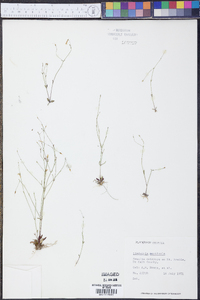 Lindernia monticola image