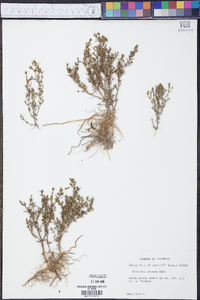 Gratiola ramosa image