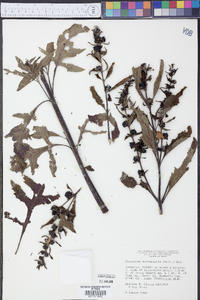 Dasistoma macrophylla image