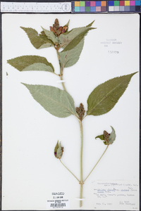 Chelone glabra var. elatior image