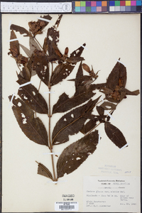 Chelone glabra var. elatior image