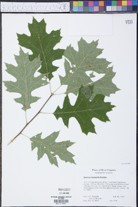 Quercus shumardii image