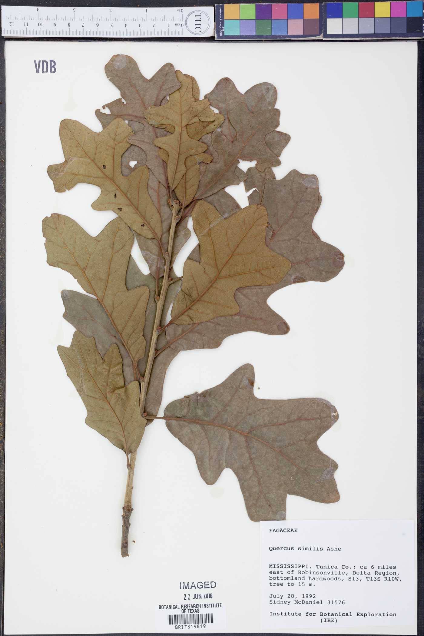 Quercus similis image