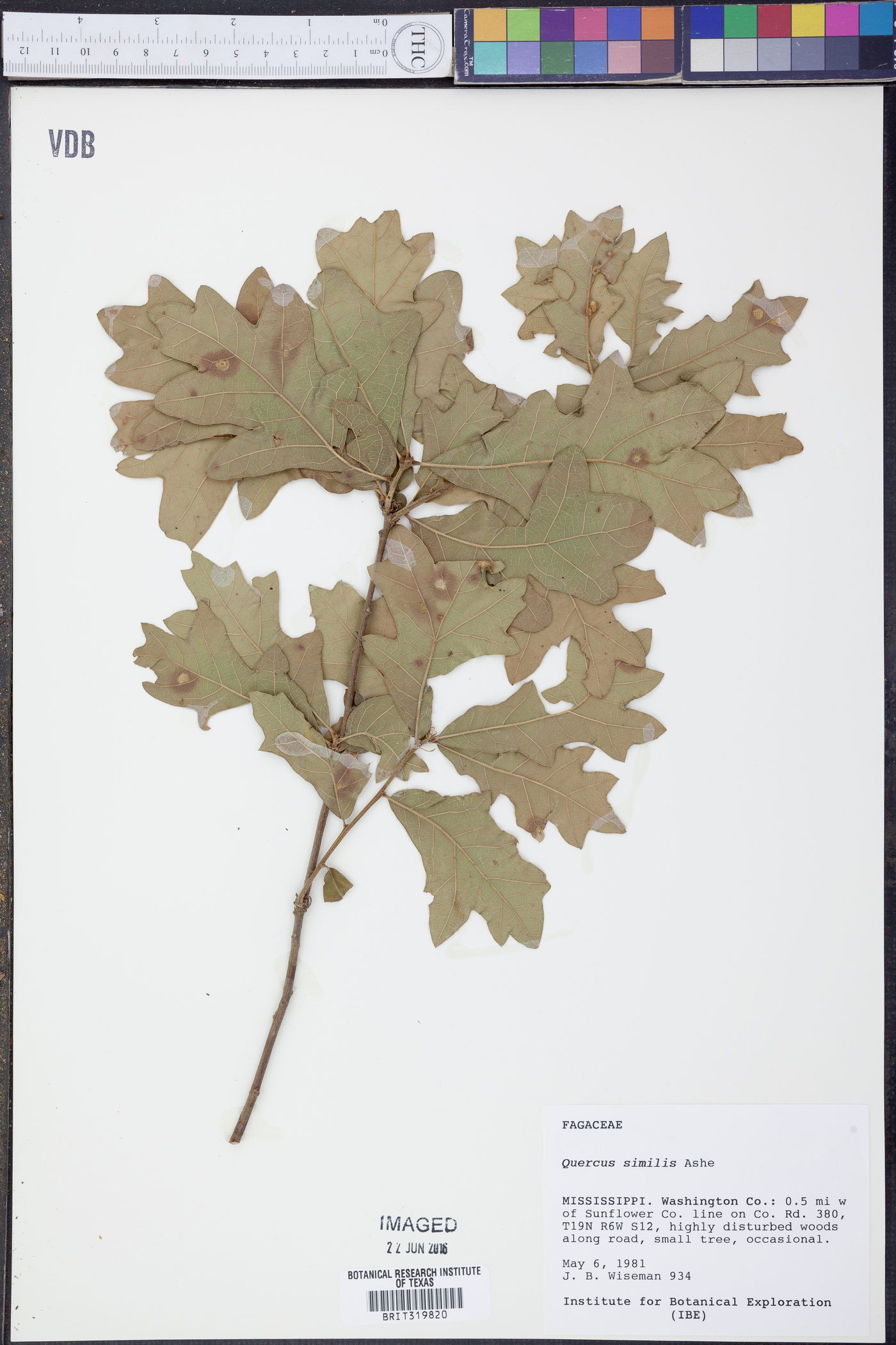 Quercus similis image