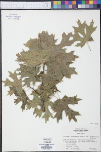 Quercus shumardii var. acerifolia image