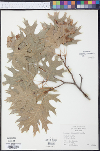 Quercus shumardii image