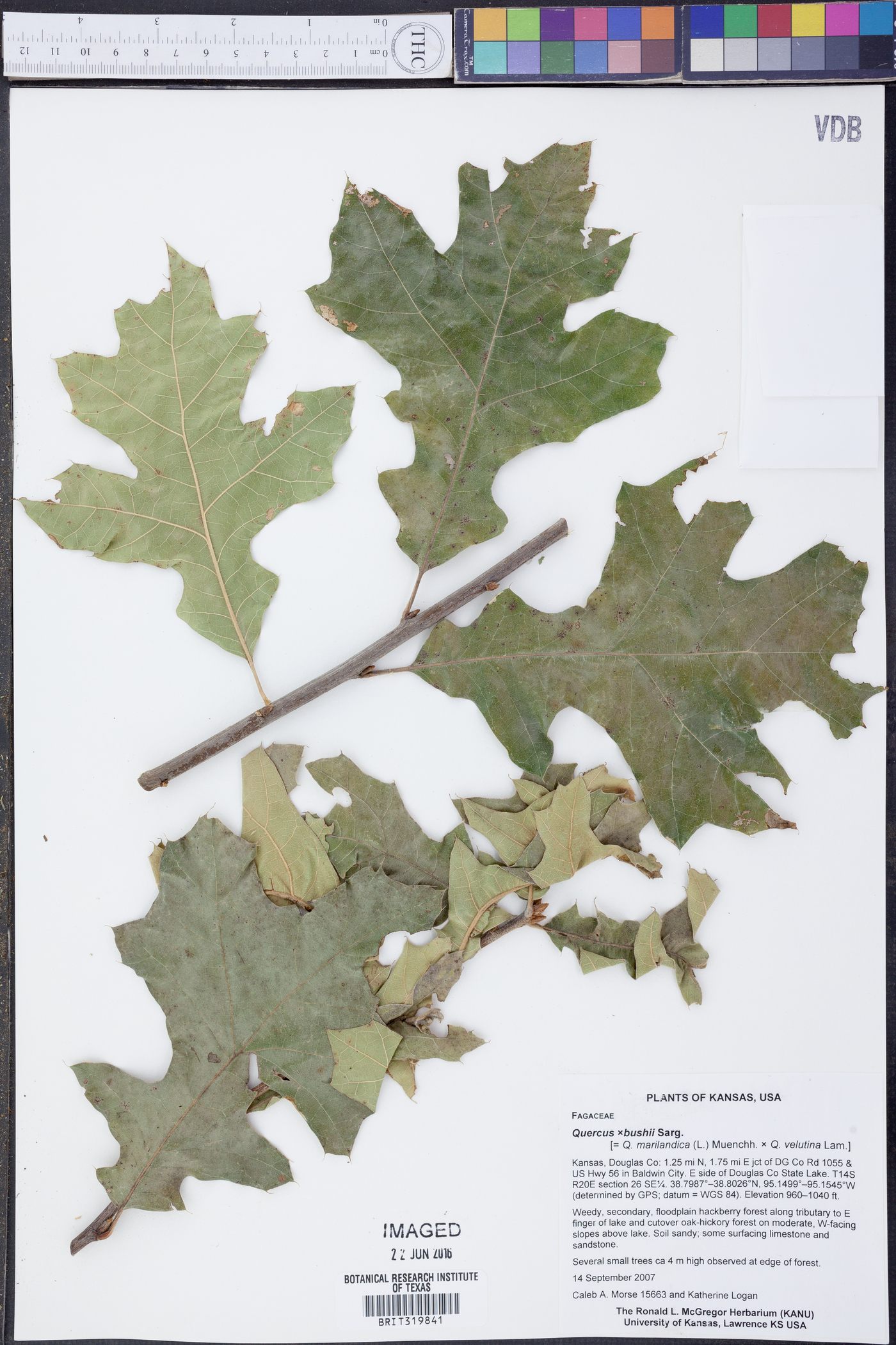 Quercus broteroi image