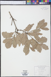 Quercus comptoniae image