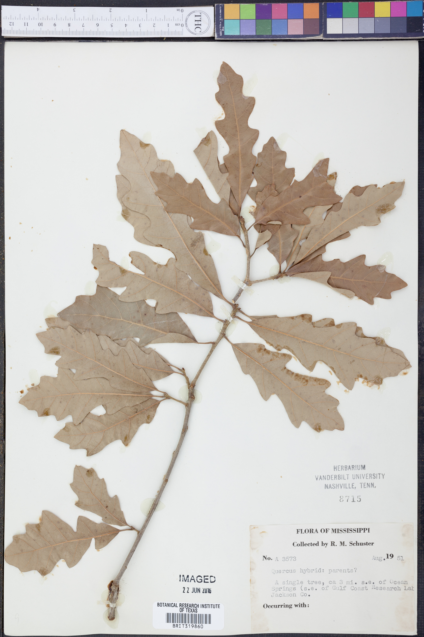 Quercus broteroi image