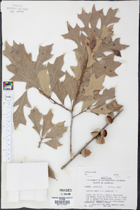 Quercus broteroi subsp. broteroi image