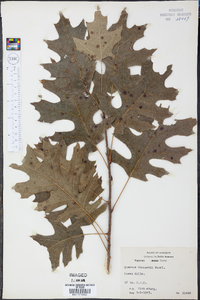 Quercus shumardii image