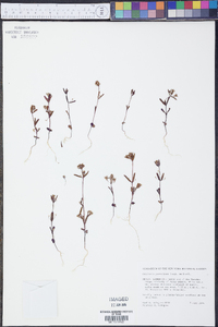 Collinsia parviflora image