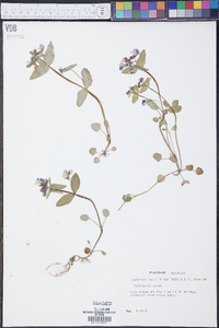 Collinsia verna image