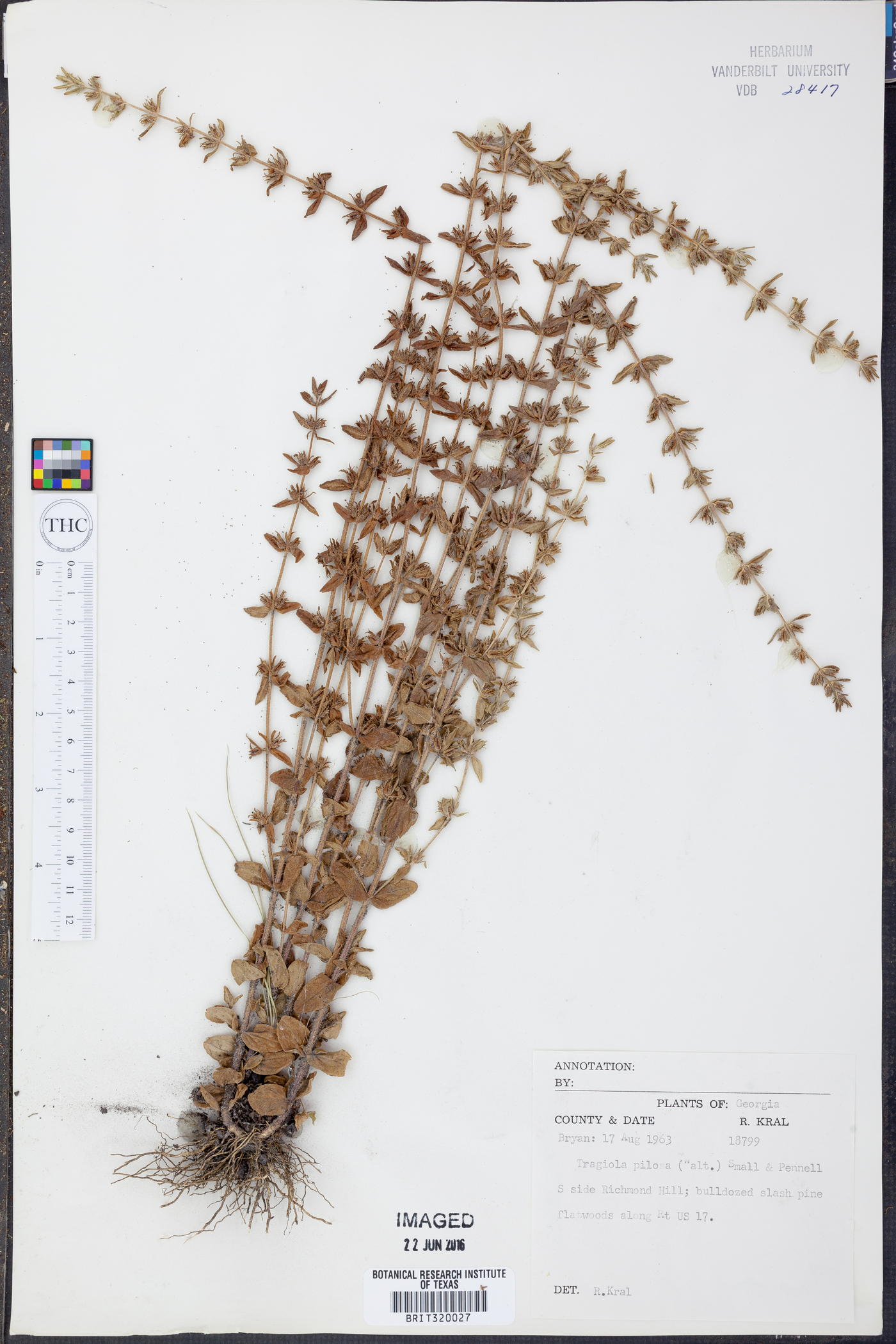 Tragiola pilosa image