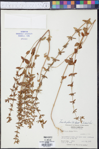 Tragiola pilosa image