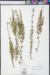 Tragiola pilosa image