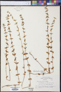 Tragiola pilosa image