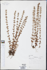 Tragiola pilosa image