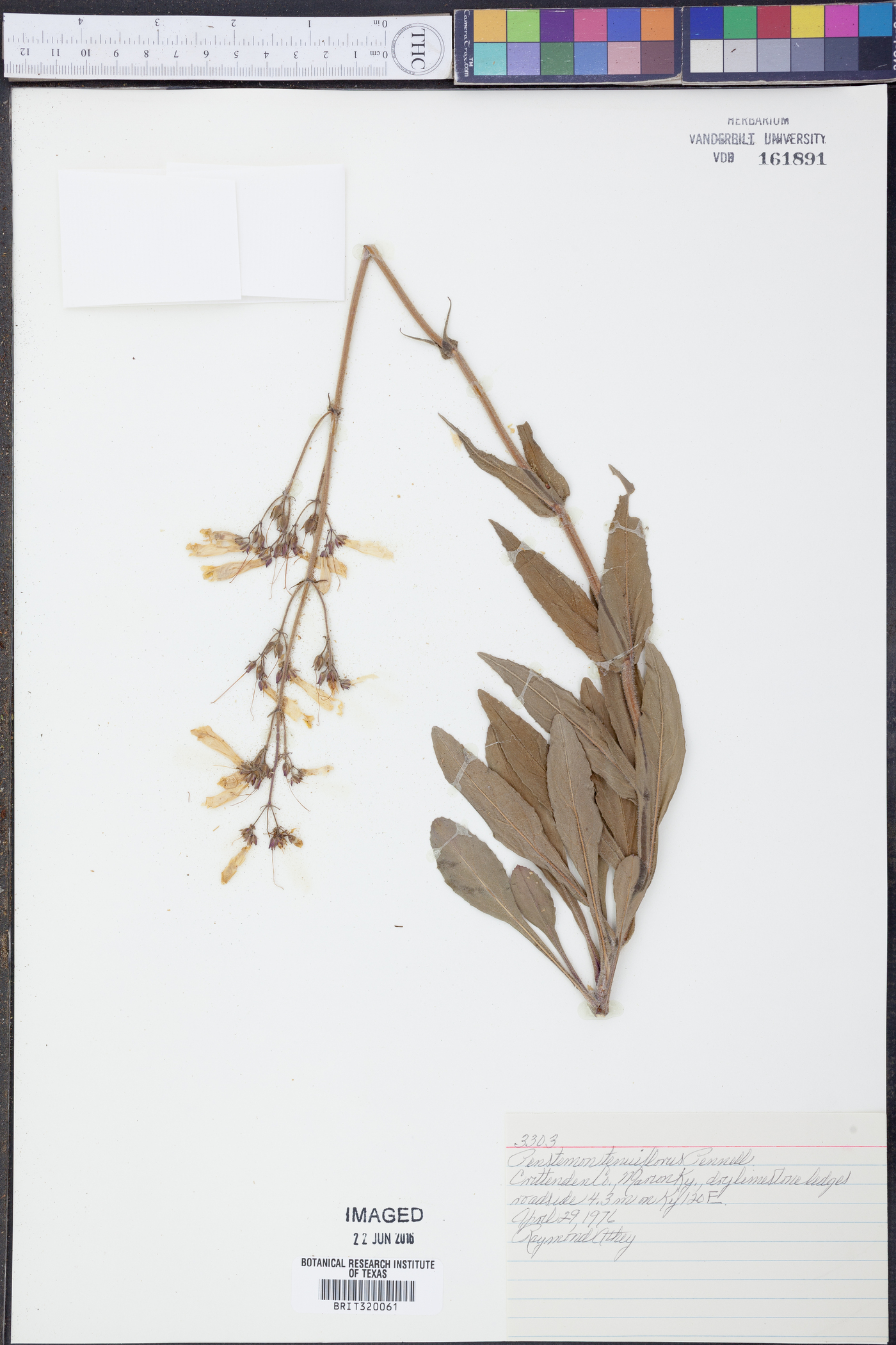 Penstemon tenuiflorus image