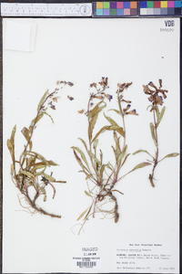 Penstemon saxosorum image