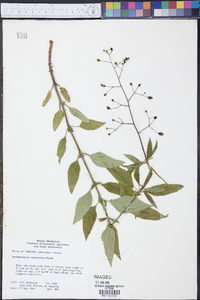 Scrophularia lanceolata image