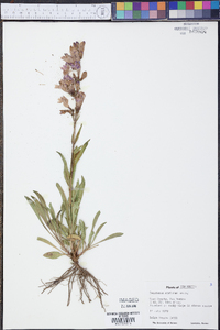 Penstemon strictus image