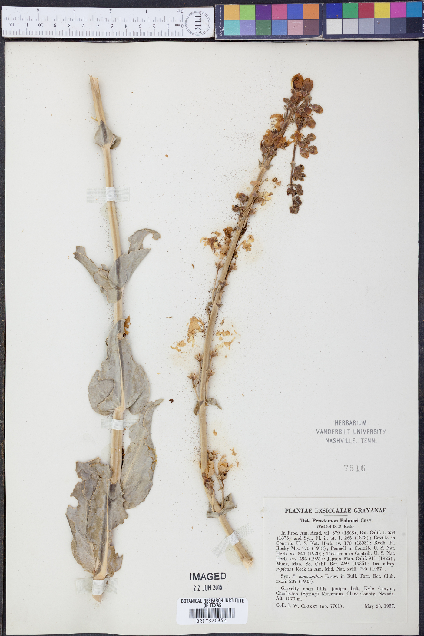 Penstemon macranthus image