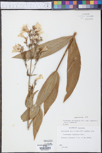 Penstemon laevigatus image