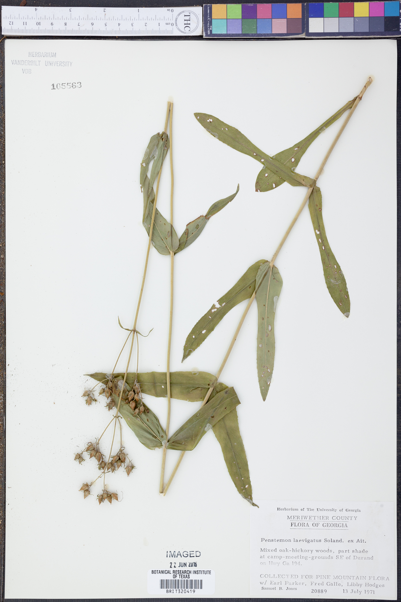Penstemon laevigatus image