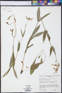 Penstemon laevigatus image