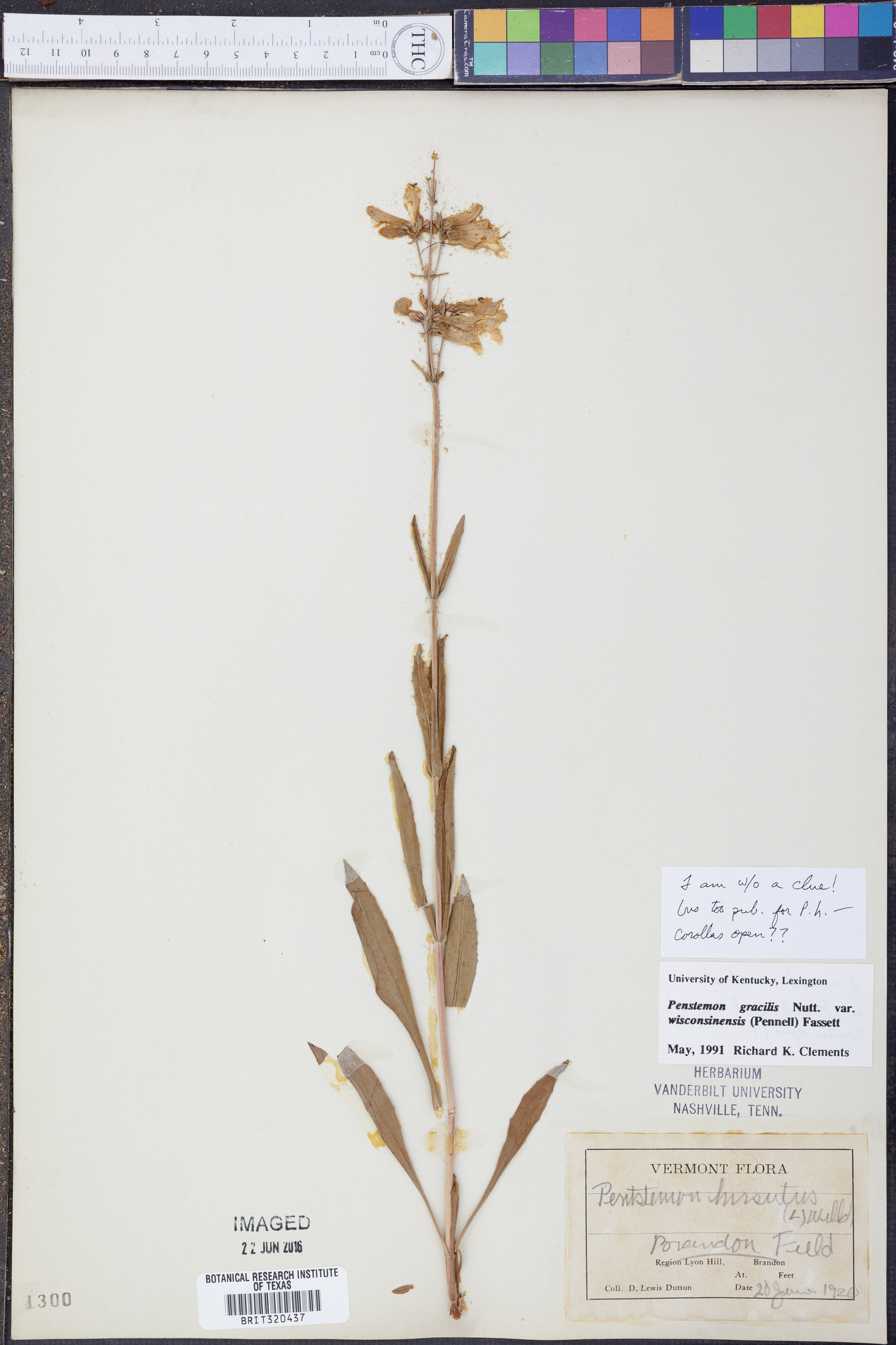 Penstemon gracilis var. wisconsinensis image