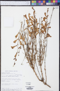 Penstemon heterophyllus image