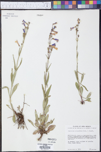 Penstemon oliganthus image