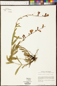 Penstemon oliganthus image